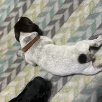 Harley litter, a male German Shorthaired Pointer for sale in Paris, KY – Photo 4 of 8