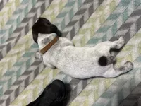 Harley litter, a male German Shorthaired Pointer for sale in Paris, KY – Photo 4 of 8