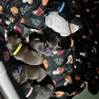 Harley litter, a male German Shorthaired Pointer for sale in Paris, KY – Photo 5 of 8