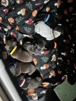 Harley litter, a male German Shorthaired Pointer for sale in Paris, KY – Photo 5 of 8