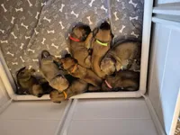 Mastiff, a female English Mastiff for sale in Florence, TX – Photo 3 of 10