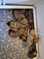 Mastiff, a female English Mastiff for sale in Florence, TX – Photo 4 of 10