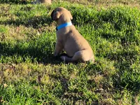 Mastiff, a female English Mastiff for sale in Florence, TX – Photo 1 of 10