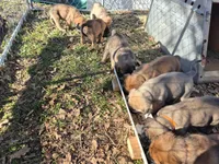 Mastiff, a female English Mastiff for sale in Florence, TX – Photo 7 of 10