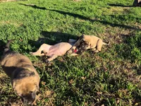 Mastiff, a female English Mastiff for sale in Florence, TX – Photo 10 of 10