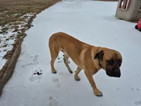 Mastiff, a female English Mastiff for sale in Florence, TX – Photo 2 of 10