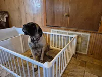 Mastiff, a female English Mastiff for sale in Florence, TX – Photo 5 of 10