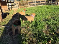 Mastiff, a female English Mastiff for sale in Florence, TX – Photo 9 of 10