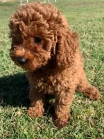 Marley *Small Miniature Poodle*, a female Poodle - Miniature  for sale in Stroud, OK – 5 of 7