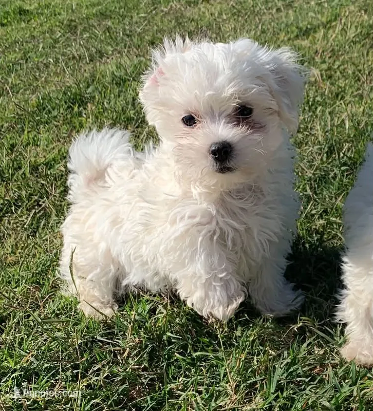 Max *Maltipoo* – Maltipoo puppy for sale in Stroud, OK