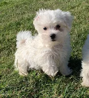 Max *Maltipoo*, a male Maltipoo for sale in Stroud, OK – 1 of 7