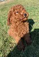 Marley *Small Miniature Poodle*, a female Poodle - Miniature  for sale in Stroud, OK – 4 of 7