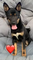 Kuma, a female Shiba Inu for sale in Stroud, OK – 2 of 5