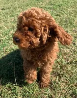 Marley *Small Miniature Poodle*, a female Poodle - Miniature  for sale in Stroud, OK – 2 of 7