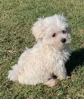 Max *Maltipoo*, a male Maltipoo for sale in Stroud, OK – 7 of 7