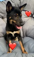 Kuma, a female Shiba Inu for sale in Stroud, OK – 5 of 5