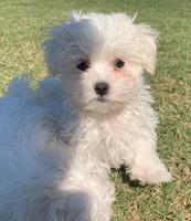 Max *Maltipoo*, a male Maltipoo for sale in Stroud, OK – 6 of 7