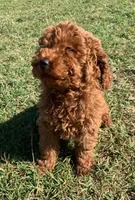 Marley *Small Miniature Poodle*, a female Poodle - Miniature  for sale in Stroud, OK – 3 of 7