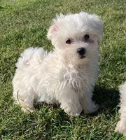 Max *Maltipoo*, a male Maltipoo for sale in Stroud, OK – 2 of 7