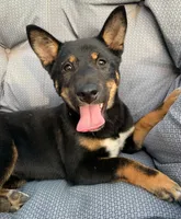 Kuma, a female Shiba Inu for sale in Stroud, OK – 4 of 5