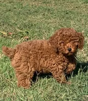 Marley *Small Miniature Poodle*, a female Poodle - Miniature  for sale in Stroud, OK – 6 of 7