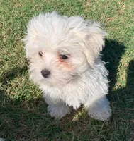 Max *Maltipoo*, a male Maltipoo for sale in Stroud, OK – 4 of 7