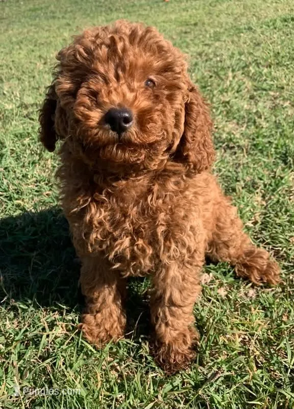Marley *Small Miniature Poodle* – Poodle - Miniature  puppy for sale in Stroud, OK