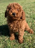 Marley *Small Miniature Poodle*, a female Poodle - Miniature  for sale in Stroud, OK – 1 of 7