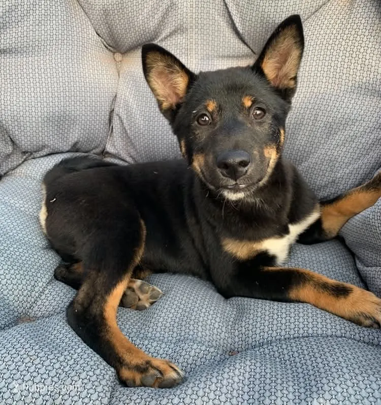 Kuma – Shiba Inu puppy for sale in Stroud, OK