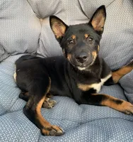 Kuma, a female Shiba Inu for sale in Stroud, OK – 1 of 5