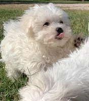 Max *Maltipoo*, a male Maltipoo for sale in Stroud, OK – 3 of 7