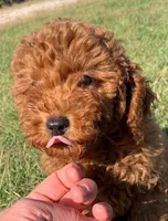 Marley *Small Miniature Poodle*, a female Poodle - Miniature  for sale in Stroud, OK – 7 of 7
