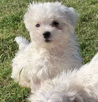 Max *Maltipoo*, a male Maltipoo for sale in Stroud, OK – 5 of 7