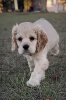 Lulu, a female Cocker Spaniel for sale in Orlando, FL – Photo 7 of 10