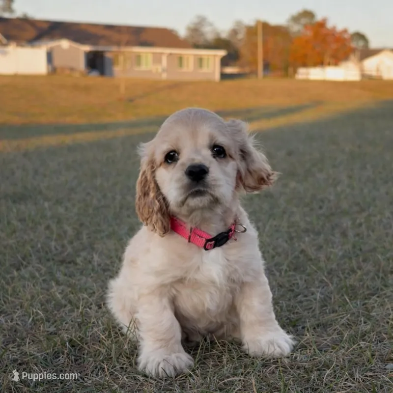 Lulu – Cocker Spaniel puppy for sale in Orlando, FL