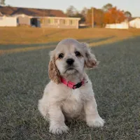 Lulu, a female Cocker Spaniel for sale in Orlando, FL – Photo 1 of 10