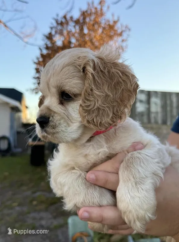 Lulu – Cocker Spaniel puppy for sale in Orlando, FL