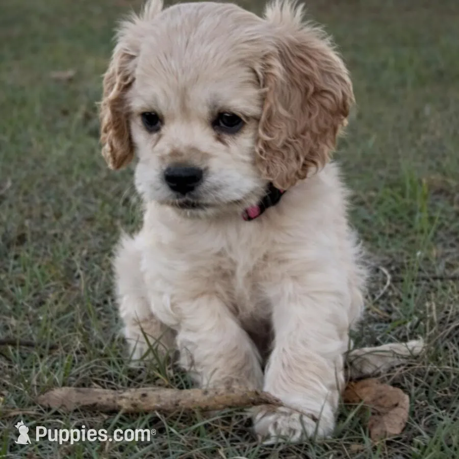 Lulu, a female Cocker Spaniel for sale in Orlando, FL – Photo 10 of 10