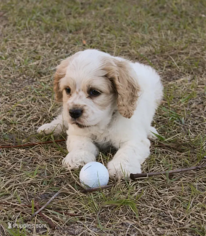 Gus Gus – Cocker Spaniel puppy for sale in Orlando, FL