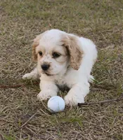 Gus Gus, a male Cocker Spaniel for sale in Orlando, FL – Photo 1 of 7