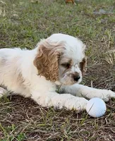 Gus Gus, a male Cocker Spaniel for sale in Orlando, FL – Photo 7 of 7