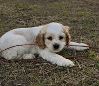 Gus Gus, a male Cocker Spaniel for sale in Orlando, FL – Photo 3 of 7