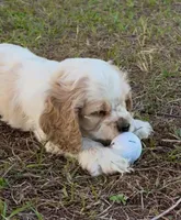 Gus Gus, a male Cocker Spaniel for sale in Orlando, FL – Photo 2 of 7