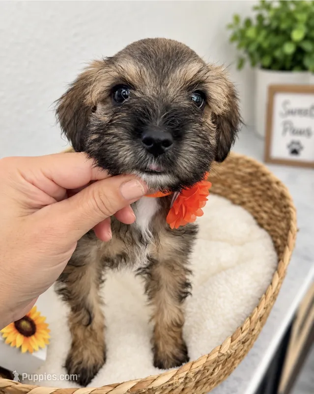 Cutie Pie Coco – Miniature Schnauzer puppy for sale in Gilroy, CA