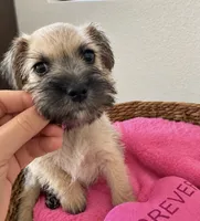 Sweet & Sasy Summer, a female Miniature Schnauzer for sale in Gilroy, CA – 3 of 5