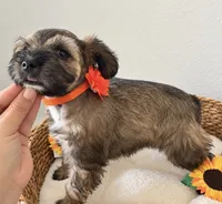 Cutie Pie Coco, a female Miniature Schnauzer for sale in Gilroy, CA – 3 of 4