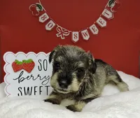 Sweetpea, a female Miniature Schnauzer for sale in Gilroy, CA – Photo 5 of 9