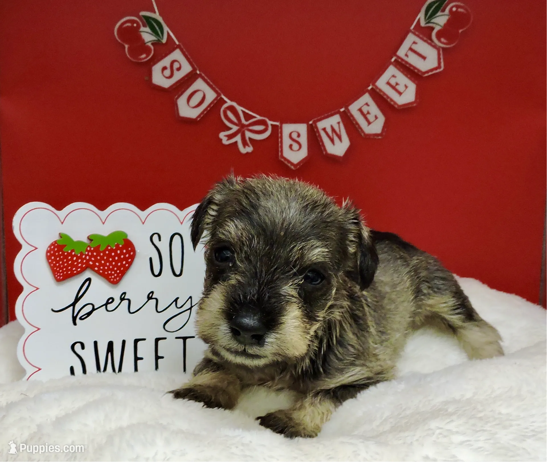 Sweetpea, a female Miniature Schnauzer for sale in Gilroy, CA – Photo 4 of 9