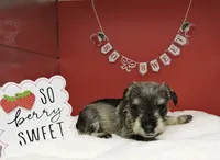 Sweetpea, a female Miniature Schnauzer for sale in Gilroy, CA – Photo 6 of 9