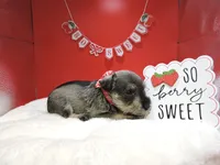 Sweetpea, a female Miniature Schnauzer for sale in Gilroy, CA – Photo 7 of 9